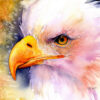 Custom Alaskan Watercolor Large Eagle