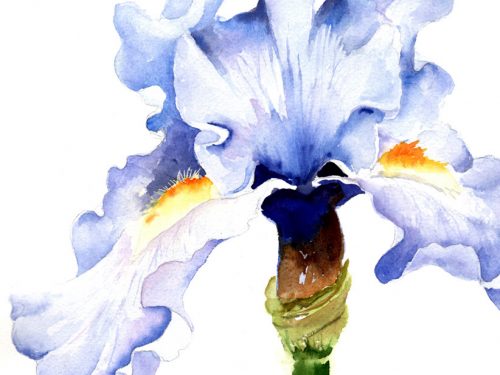 M Blue Iris