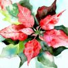 POINSETTIA