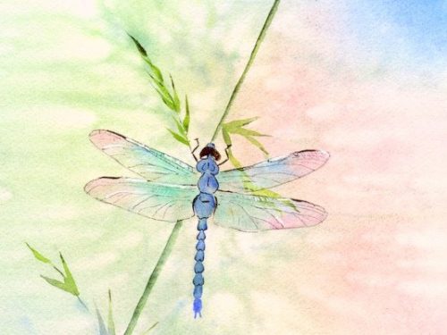 DRAGONFLY