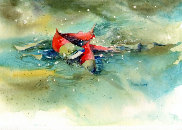 sockeye